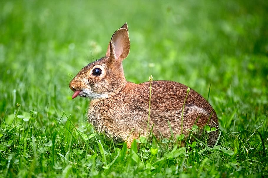 brown rabbit on grass, animal, animal themes, plant, one animal HD wallpaper