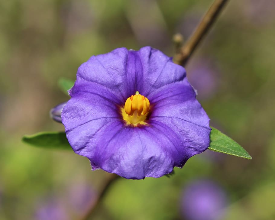 4096x2304px | free download | HD wallpaper: paraguay nightshade flower ...