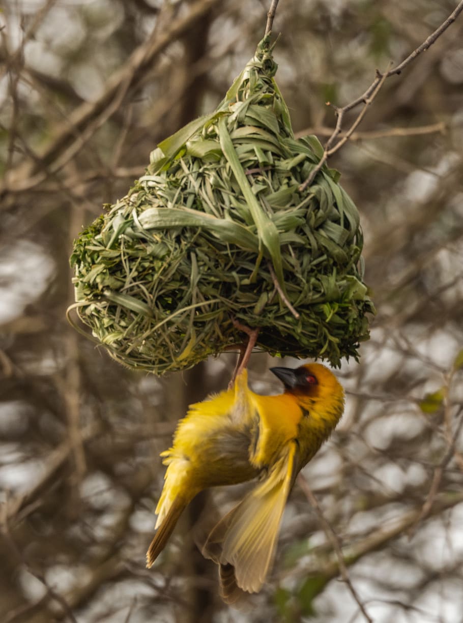 bird, animal, plant, food, fruit, pineapple, canary, goda mountains, HD wallpaper