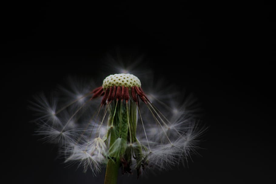 dandelion, flower, wild, spring, seeds, structure, plant, flora HD wallpaper