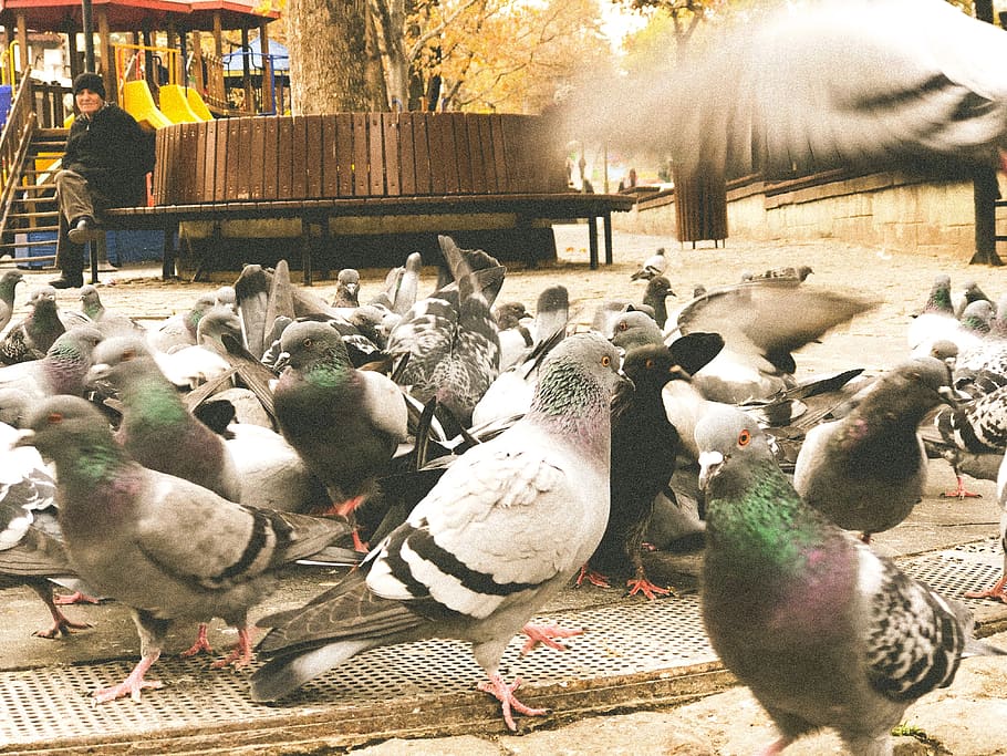 trees, park, birds, animal themes, group of animals, vertebrate HD wallpaper