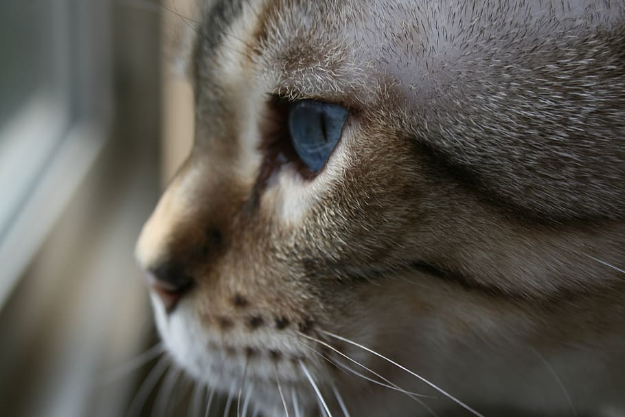 cat, snow leopard, animals, pet, feline, portrait, one animal HD wallpaper