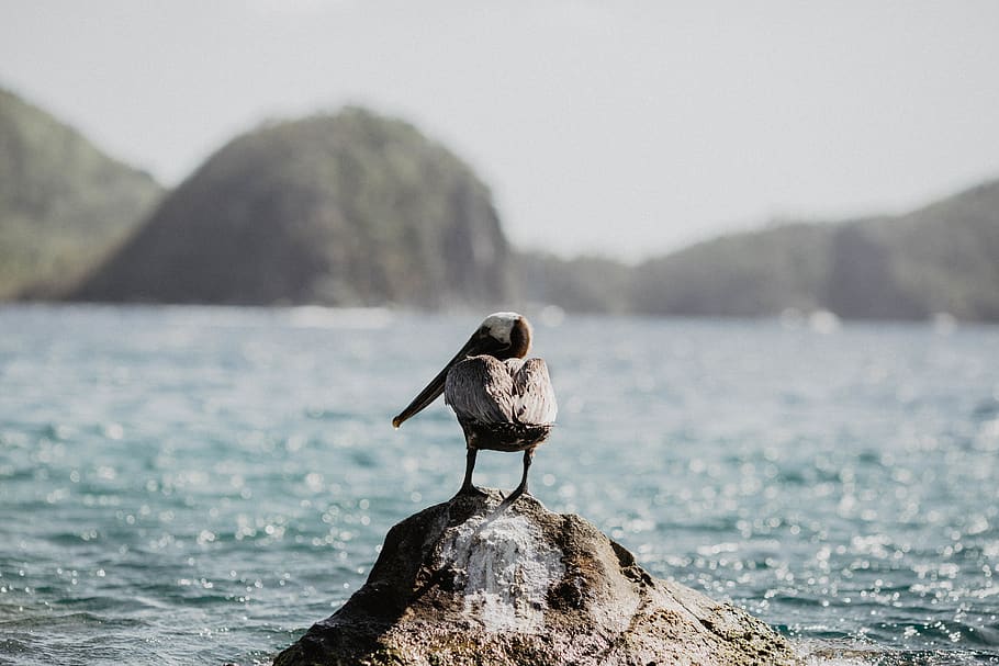 animal, animal themes, bird, animals in the wild, animal wildlife HD wallpaper