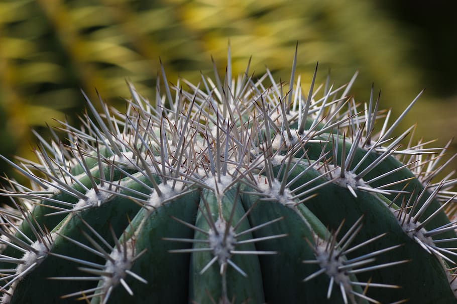 cactus, spur, pointed, green, plant, nature, prickly, close up HD wallpaper