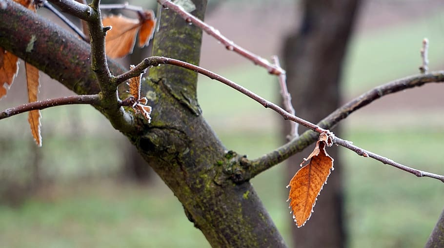 leaves, leaf, fall foliage, focus on foreground, tree, plant HD wallpaper