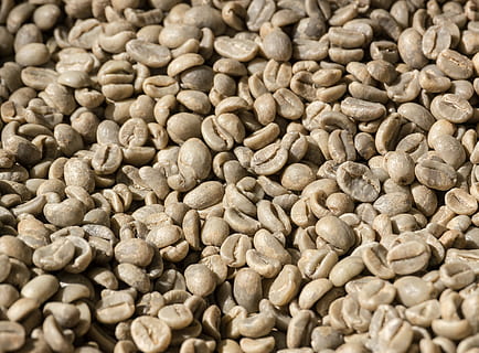 coffee, coffee beans, raw, ungeröstet, coffee harvest, food HD wallpaper