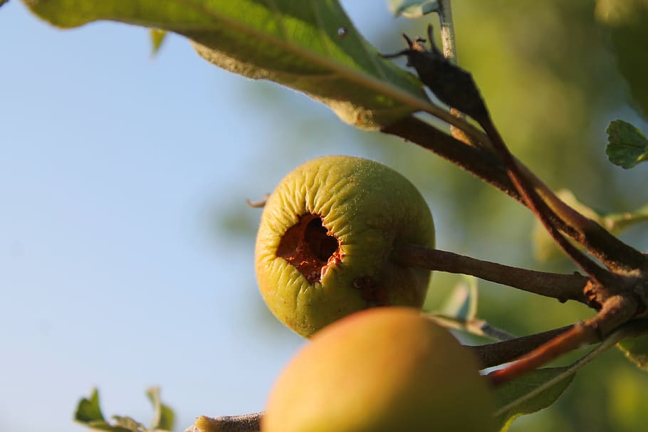 apple, fruit, dry, vertrcknet, apple tree, nutrition, kernobstgewaechs HD wallpaper
