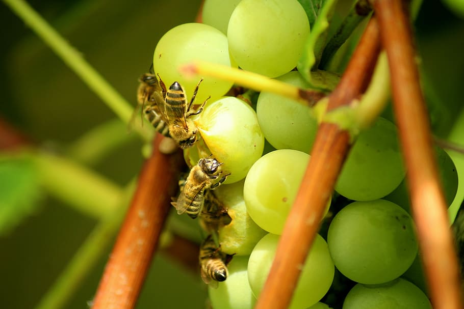 grapes, fruit, bees, insects, healthy, food, sweet, green, vitamins HD wallpaper