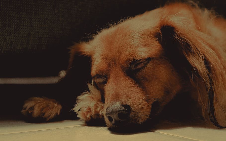 dog, domestic, pets, one animal, canine, mammal, domestic animals HD wallpaper