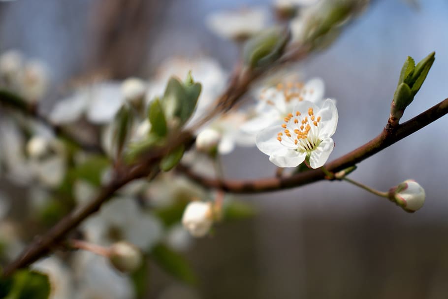 white flower, cherry, spring, nature, bloom, blossom, branch HD wallpaper
