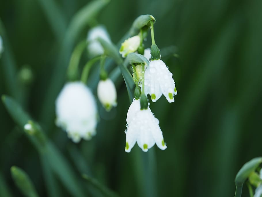 flowers, dew, surface tension, spring, garden, water, drops HD wallpaper