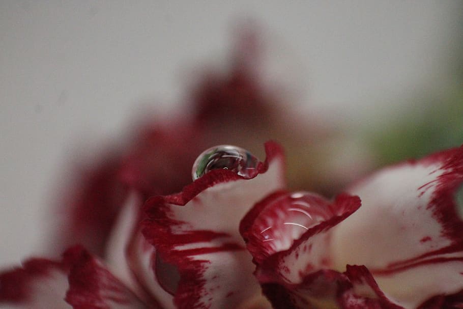 flower, macro, water, plant, close-up, flowering plant, selective focus HD wallpaper