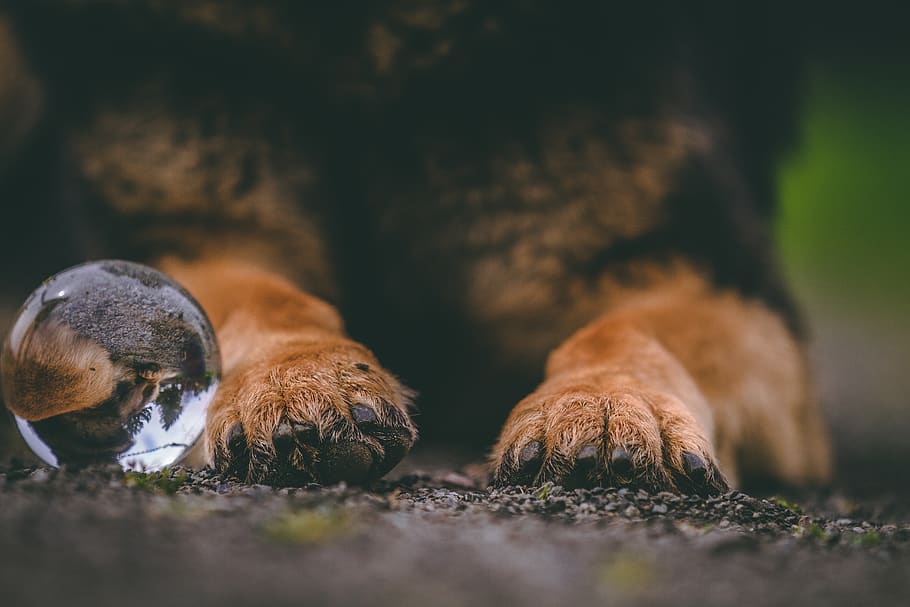 prone lying animal paws, animal themes, mammal, group of animals HD wallpaper