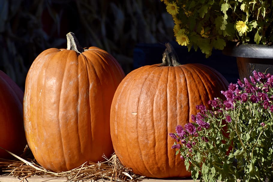 pumpkin, hay, autumn, fall, orange, flowers, harvest, farm HD wallpaper