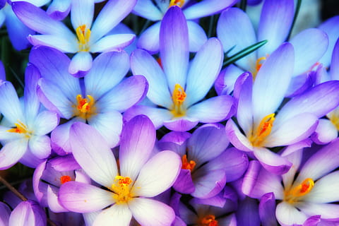 crocus, spring, early bloomer, flowers, light blue, purple HD wallpaper