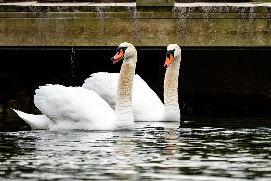 two white swans, bird, animal, waterfowl, black swan, goose, beak HD wallpaper