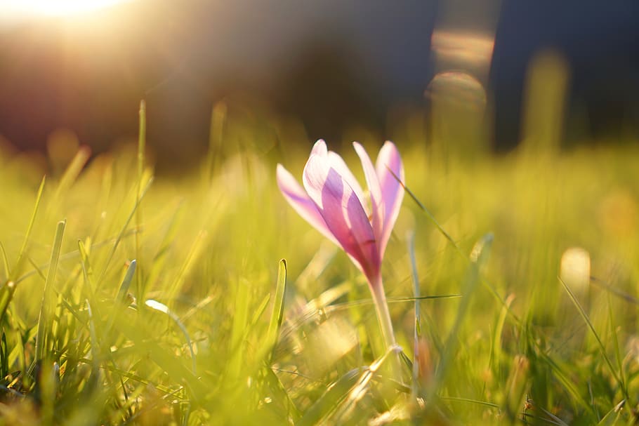 herbstzeitlose, autumn timeless, colchicum autumnale, flower, HD wallpaper