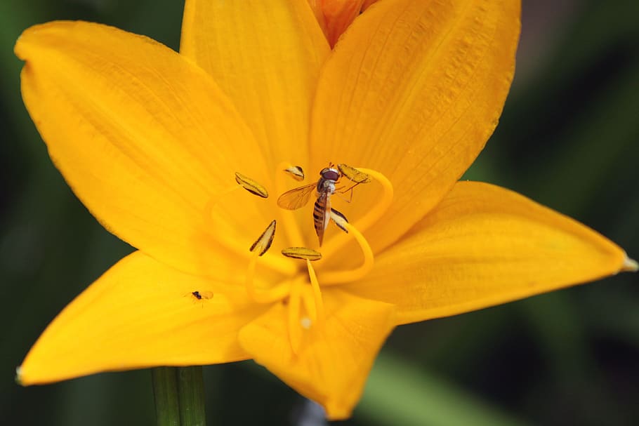 saranka, gorzalka, fly, lily, flower, beautiful, nature, yellow HD wallpaper