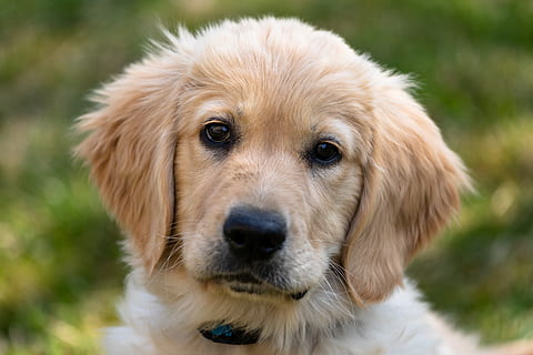 Hd Wallpaper Golden Retriever Puppy Dog Young Cute Mammal Pet Adorable Wallpaper Flare