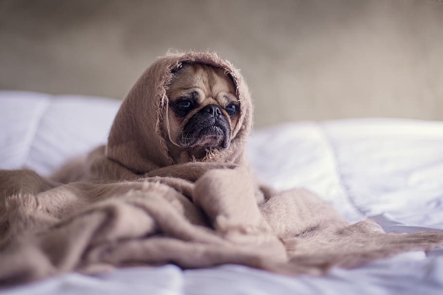 pug covered with blanket on bedspread, animal themes, one animal HD wallpaper