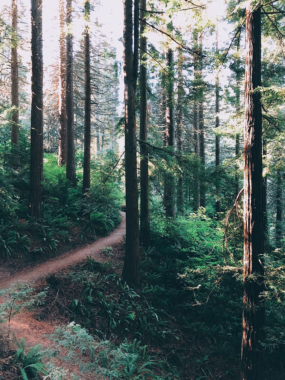 road between high trees on daytime, nature, land, forest, vegetation HD wallpaper