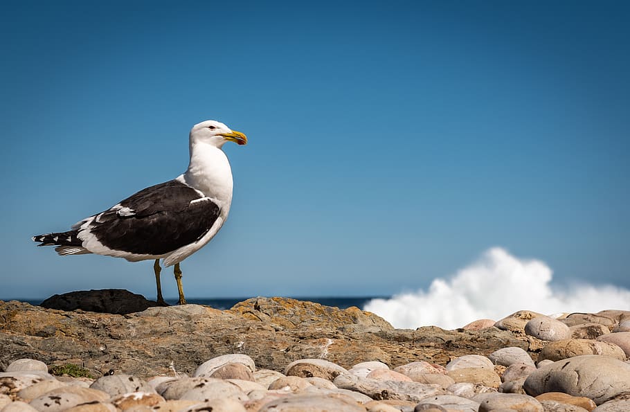 seagull, coast, surf, wave, beach, bird, water, sky, nature HD wallpaper
