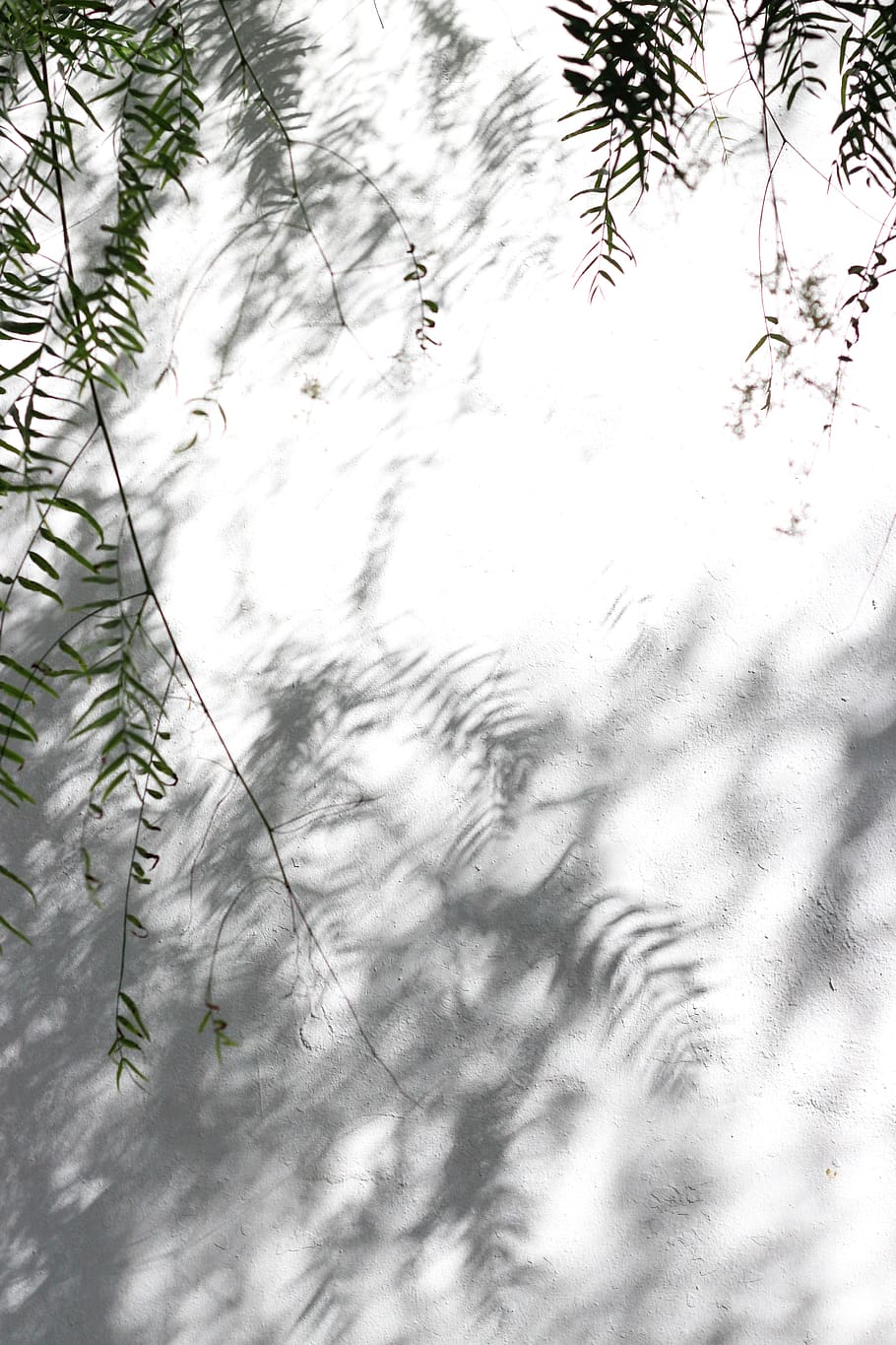 green tree leaves casting shadow on grround, plant, nature, day HD wallpaper