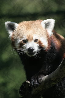 HD wallpaper: red panda, gangtok zoo, sikkim, india, animal wildlife, one  animal | Wallpaper Flare