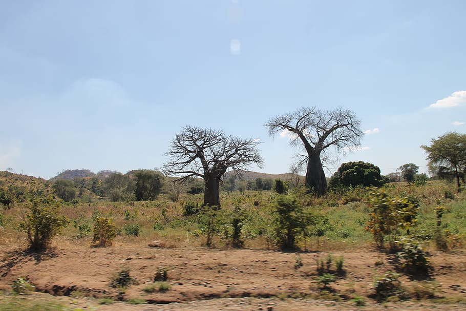 malawi, savanna, tree, plant, sky, environment, tranquil scene, HD wallpaper
