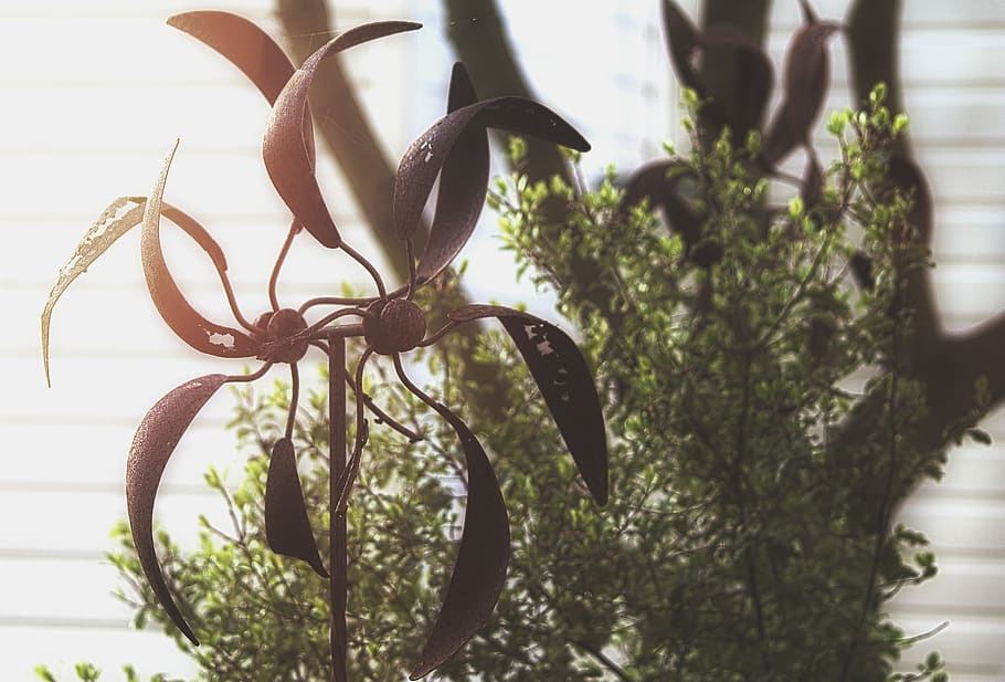 plant, vegetation, tree, bird, animal, bush, flare, light, leaf HD wallpaper