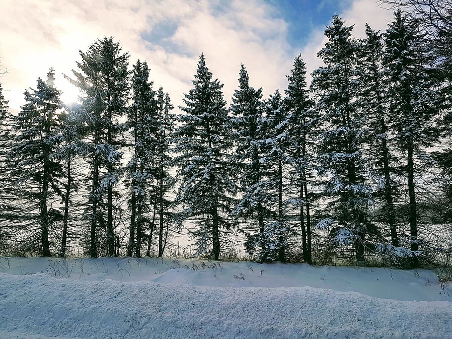 canada, ontario, tree, winter, cold temperature, plant, snow HD wallpaper