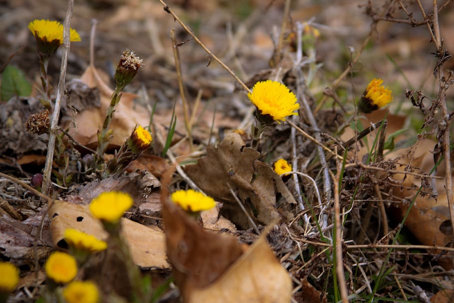 spring, flowers, yellow, woods, woodland, closeup, macro, forest HD wallpaper