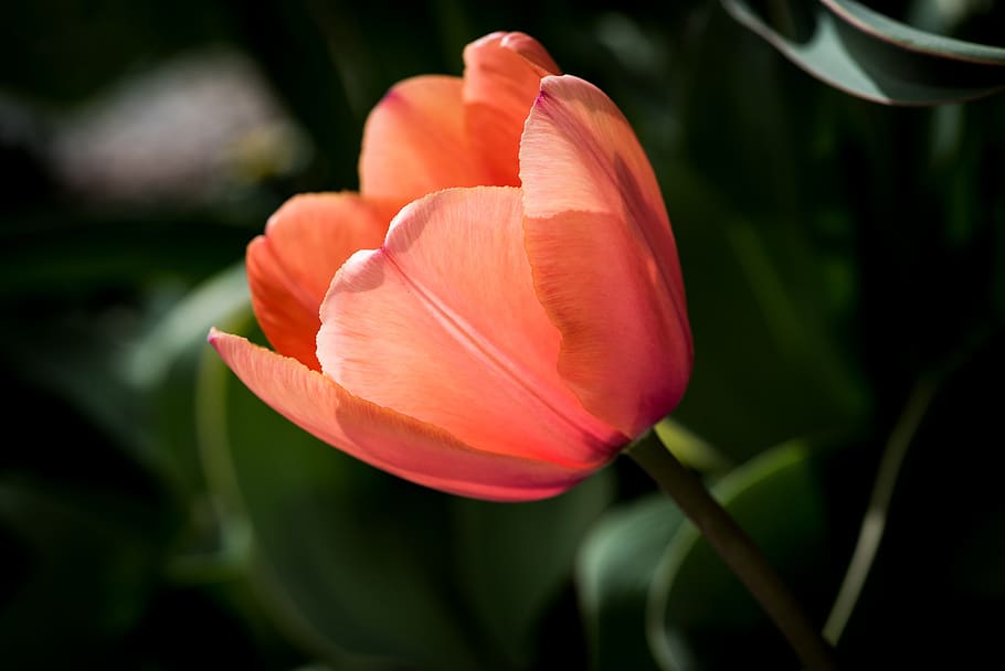 tulip, orange, red, blossom, bloom, spring, flower, nature HD wallpaper