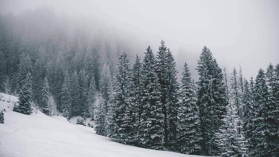 pine trees covered by snow, plant, fir, abies, nature, outdoors HD wallpaper
