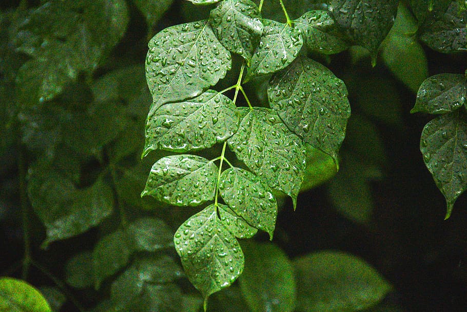 green color, leaf, plant part, growth, close-up, no people HD wallpaper
