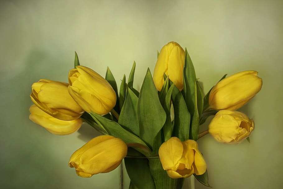 nature, flowers, spring, yellow, tulips, tulipa, lily, flowering plant HD wallpaper