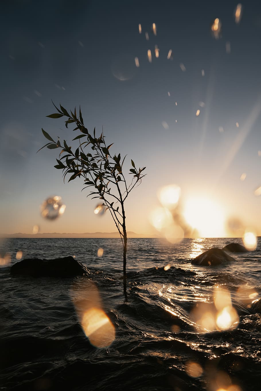 tree and rocks on sea, water, sky, sunset, beauty in nature, horizon HD wallpaper
