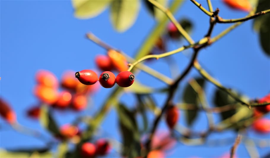 briar, red, berries, wild, meadow, autumn, nature, outdoor, HD wallpaper