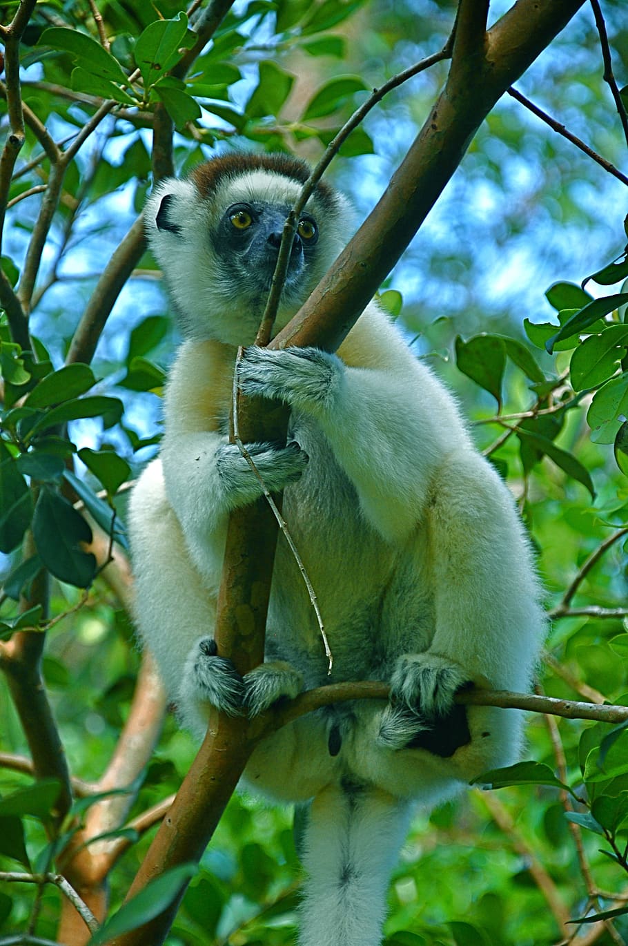 monkey, zoo, mammal, cute, furry, primates, tree, leaf, plant HD wallpaper