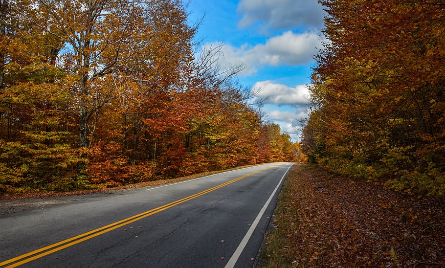 road, forest, trees, landscape, nature, wood, scenic, fall HD wallpaper
