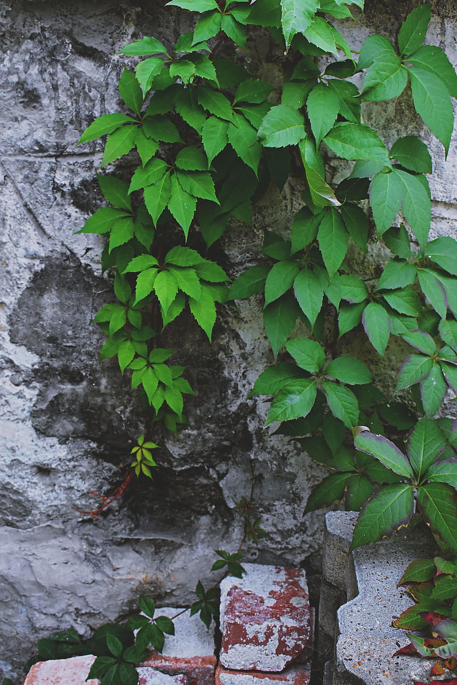 Ovate Leafed Vines on Gray Wall, close-up, daylight, environment HD wallpaper