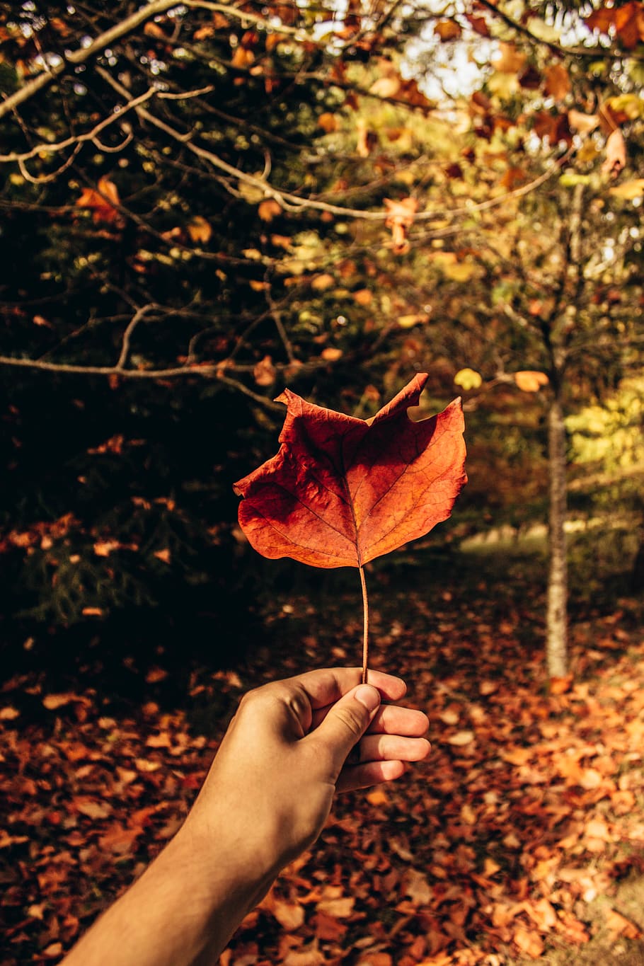 france, versailles, human hand, leaf, human body part, plant part HD wallpaper