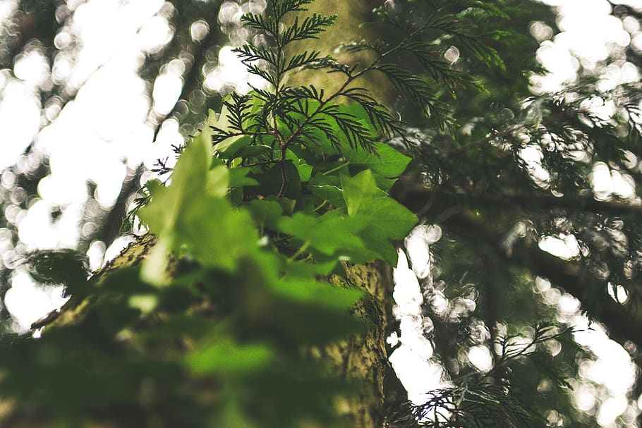 trees, vine, leaf, foliage, ivy, plant, growth, plant part HD wallpaper