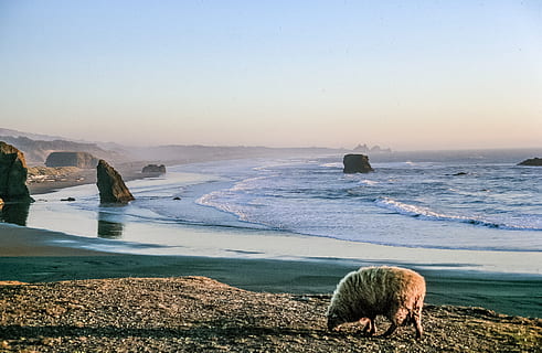 Sheep at the shore as sunset over an ocean, animal, blue, cloud HD wallpaper