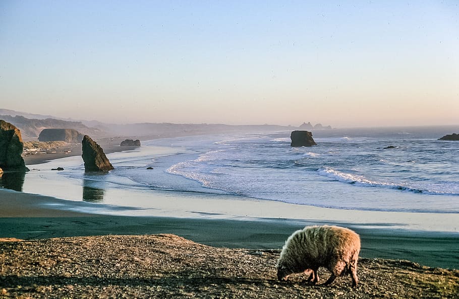 Sheep at the shore as sunset over an ocean, animal, blue, cloud HD wallpaper