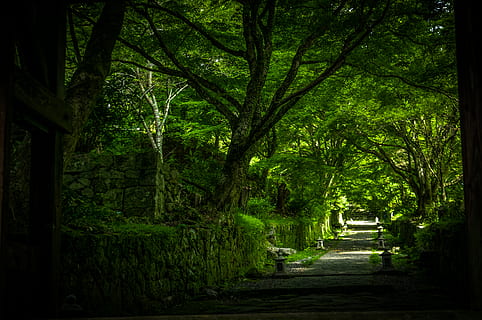 kunisaki, trees, forest, temple, path, pathway, japan, kyushu HD wallpaper