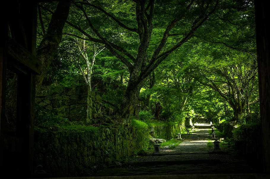 kunisaki, trees, forest, temple, path, pathway, japan, kyushu HD wallpaper