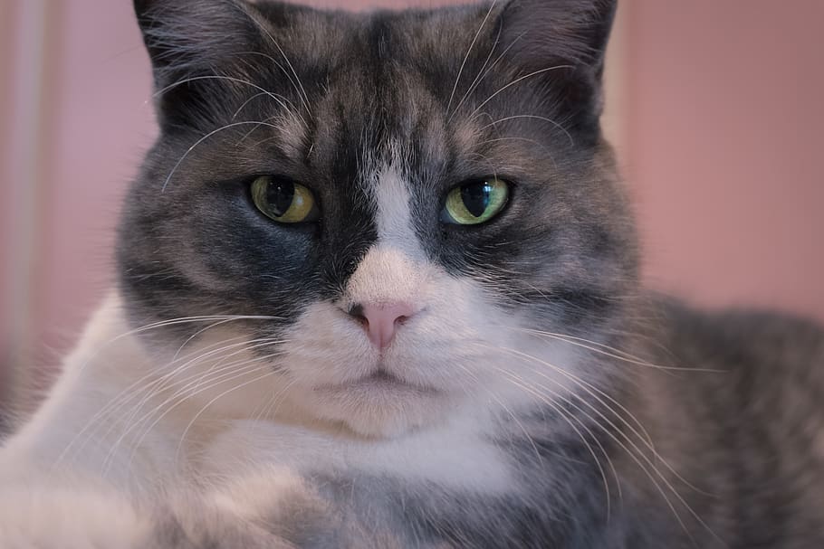 cat, eye, cute, angry, lazy, cafe, domestic, animal themes HD wallpaper