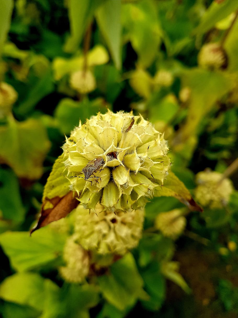 insect, flower, nature, bug, green, plant, growth, beauty in nature HD wallpaper