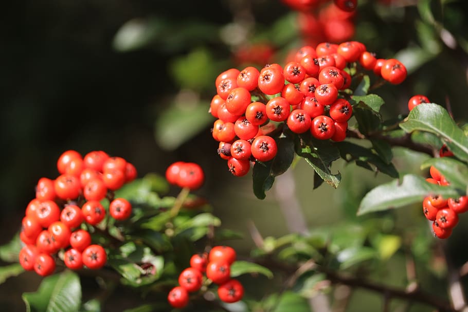 red, fruit, hawthorn, berry fruit, growth, food, healthy eating HD wallpaper